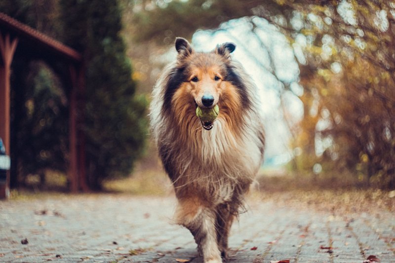 牧羊犬在公园里
