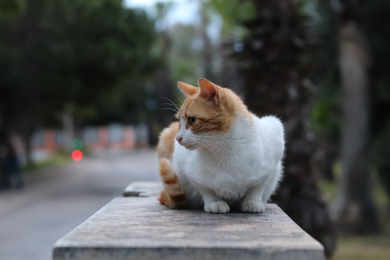 纸箱和麻绳做的猫抓板