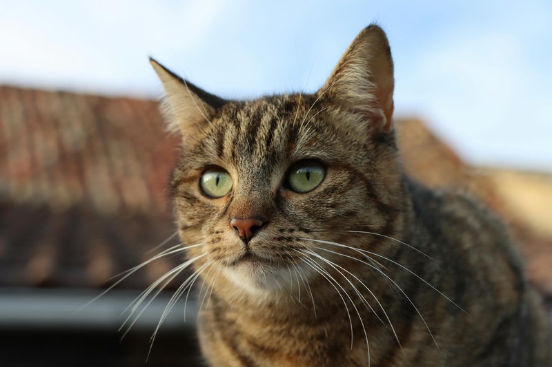 猫咪在自制猫抓板上磨爪子