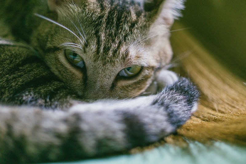 猫咪饮水机清洗
