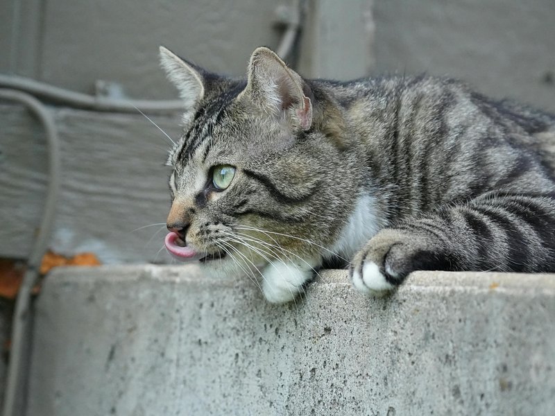 干净的猫咪饮水机