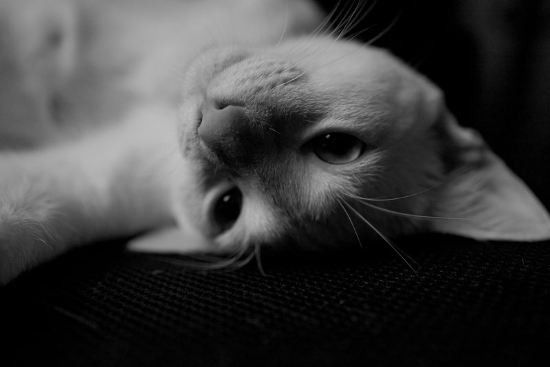 猫咪特写