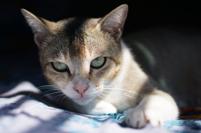 晒太阳的猫