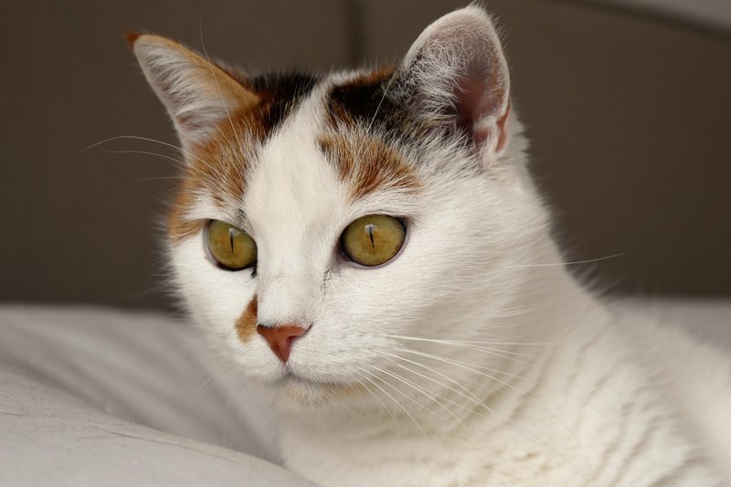 猫咪掉毛处理