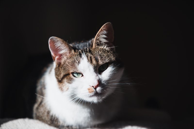 猫咪掉毛处理
