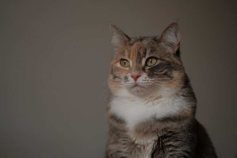 一只三花猫在灰色背景前的特写