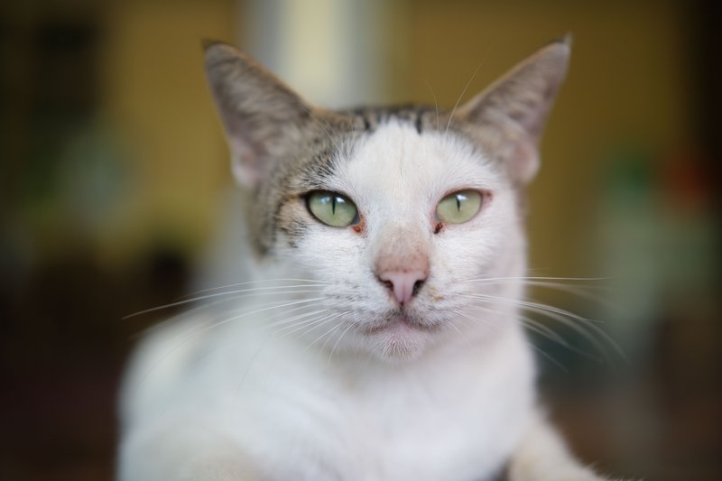 正在给猫咪刷牙